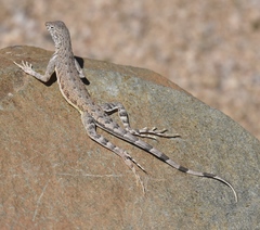 Callisaurus draconoides rhodostictus