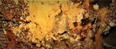 Lophiiformes