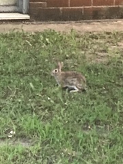 Sylvilagus floridanus