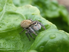 Carrhotus xanthogramma