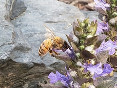 Apis mellifera