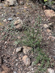 Holodiscus discolor cedrorum