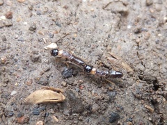 Reticulitermes speratus