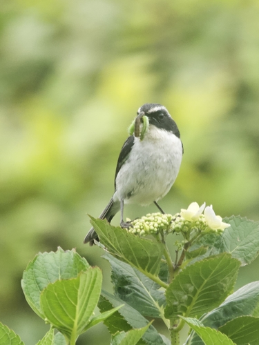 Grey Bush Chat (Saxicola ferreus), photo 9