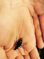 Carabus vietinghoffii