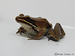 Lithobates sierramadrensis