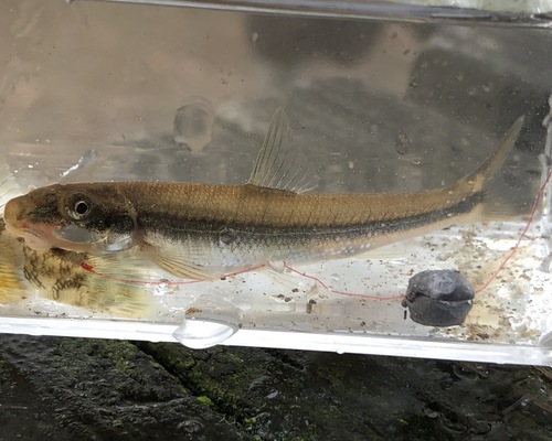 Dikbek-zuigmondelrits (Phenacobius crassilabrum) — Cyprinidae