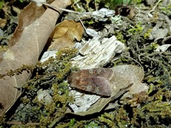 Cerastis leucographa