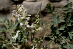 Corydalis fangshanensis