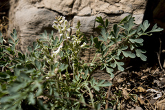 Corydalis fangshanensis