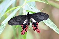 Papilio maraho