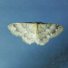 Idaea elaphrodes
