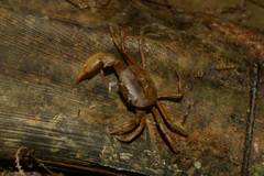 Trichodactylus fluviatilis