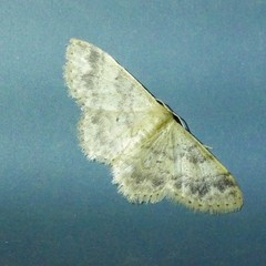 Idaea elaphrodes