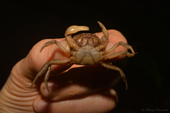Trichodactylus fluviatilis
