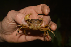 Trichodactylus fluviatilis