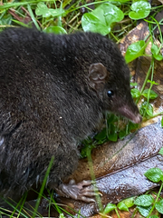 Antechinus mimetes