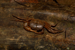 Trichodactylus fluviatilis