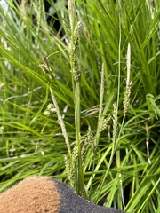 Carex mendocinensis