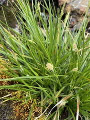 Carex mendocinensis