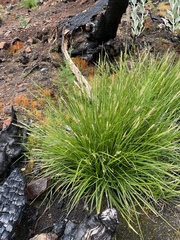 Carex mendocinensis
