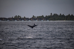 Stenella longirostris longirostris