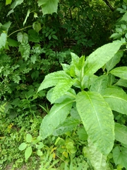 Pokeweed mosaic virus