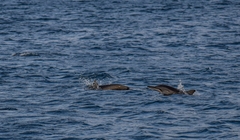 Stenella longirostris longirostris