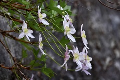 Clematis acerifolia
