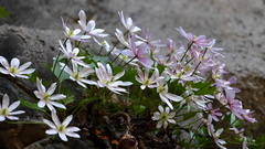 Clematis acerifolia
