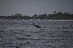 Stenella longirostris longirostris