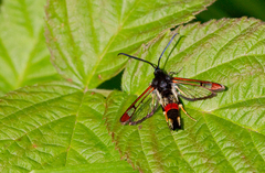 Synanthedon formicaeformis