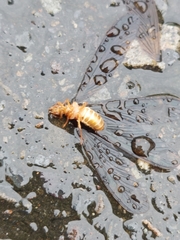 Odontotermes formosanus