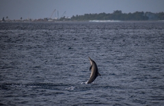 Stenella longirostris longirostris