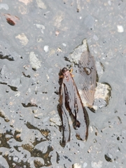 Odontotermes formosanus