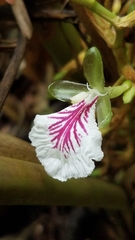 Elettaria cardamomum, photograph author not stated, no rights reserved