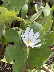 Sanguinaria