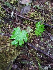 Cacaliopsis nardosmia