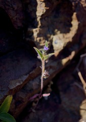 Trichostema rubisepalum