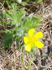 Potentilla argentea