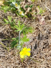 Potentilla argentea
