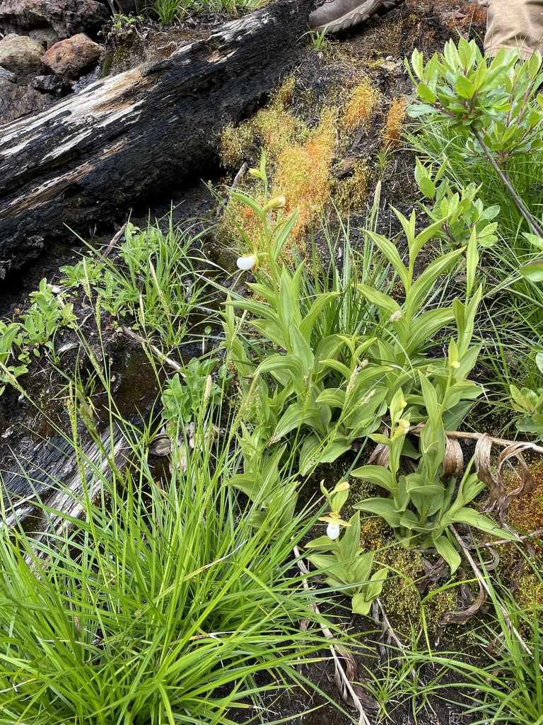 Cypripedium californicum