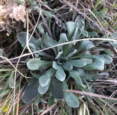 Physaria arctica