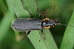Cantharis obscura