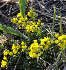 Draba ruaxes