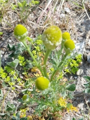 Matricaria discoidea