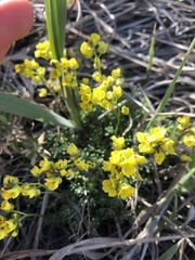 Draba ruaxes