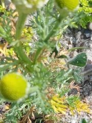 Matricaria discoidea