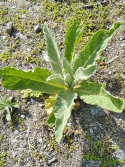 Verbascum