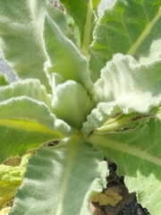 Verbascum